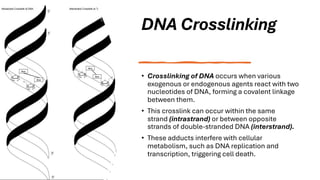 Comprehensive Overview of DNA Structure, Damage, and Repair Mechanisms ...