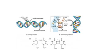 Comprehensive Overview of DNA Structure, Damage, and Repair Mechanisms ...
