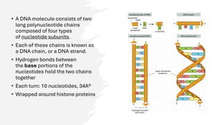 Comprehensive Overview of DNA Structure, Damage, and Repair Mechanisms ...