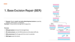 Comprehensive Overview of DNA Structure, Damage, and Repair Mechanisms ...