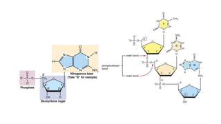 Comprehensive Overview of DNA Structure, Damage, and Repair Mechanisms ...