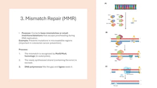 Comprehensive Overview of DNA Structure, Damage, and Repair Mechanisms ...