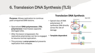 Comprehensive Overview of DNA Structure, Damage, and Repair Mechanisms ...
