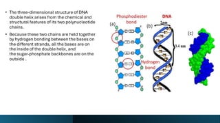 Comprehensive Overview of DNA Structure, Damage, and Repair Mechanisms ...