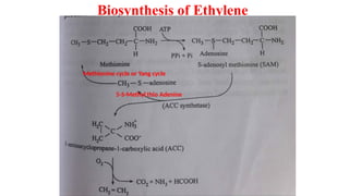 Biosynthesis of Ethylene
Methionine cycle or Yang cycle
5-S-Methyl thio Adenine
 