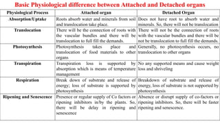 Basic Physiological difference between Attached and Detached organs
Physiological Process Attached organ Detached Organ
Absorption/Uptake Roots absorb water and minerals from soil
and translocation take place.
Does not have root to absorb water and
minerals. So, there will not be translocation
Translocation There will be the connection of roots with
the vascular bundles and there will be
translocation to full fill the demands.
There will not be the connection of roots
with the vascular bundles and there will be
not be translocation to full fill the demands.
Photosynthesis Photosynthesis takes place and
translocation of food materials to other
organs
Generally, no photosynthesis occurs, no
translocation to other organs
Transpiration Transpiration loss is supported by
absorption which is means of temperature
management
No any supported means and cause weight
loss and shriveling
Respiration Break down of substrate and release of
energy; loss of substrate is supported by
photosynthesis
Breakdown of substrate and release of
energy, loss of substrate is not supported by
photosynthesis
Ripening and Senescence Presence or regular supply of Co factors or
ripening inhibitors in/by the plants. So,
there will be delay in ripening and
senescence
Absence or disrupt supply of co-factors or
ripening inhibitors. So, there will be faster
ripening and senescence.
 