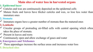 Main sites of water loss in harvested organs
1. Epidermal layer
 Cuticles and wax are continuously deposited on the epidermal cells
 Mature fruits and leaves have thicker cuticles and wax, so lose less water than
immature ones
2. Stomata
 Immature organs have a greater number of stomata than the matured ones
3. Lenticels:
 Circular groups of protruding air-filled cells with central opening which often
takes the place of stomata.
 Present in leaves and roots
 Continuously open and allow exchange of gases and water
4. Emergences and Trichomes
 These appendages increase the surface areas and increases water loss
5. Detached sites
 