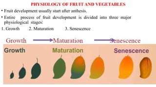 PHYSIOLOGY OF FRUIT AND VEGETABLES
• Fruit development usually start after anthesis.
• Entire process of fruit development is divided into three major
physiological stages:
1. Growth 2. Maturation 3. Senescence
 