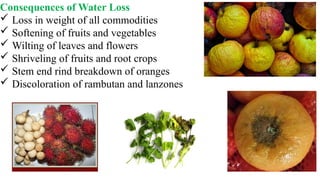 Consequences of Water Loss
 Loss in weight of all commodities
 Softening of fruits and vegetables
 Wilting of leaves and flowers
 Shriveling of fruits and root crops
 Stem end rind breakdown of oranges
 Discoloration of rambutan and lanzones
 