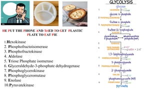1.Hexokinase
2. Phosphofructoisomerase
3. Phosphofructokinase
4. Aldolase
5. Triose Phosphate isomerase
6. Glyceraldehyde-3-phosphate dehydrogenase
7. Phosphoglycerokinase
8. Phosphoglyceromutase
9. Enolase
10.Pyruvatekinase
HE PUT THE PHONE AND TriED TO GET PLASTIC
PLATE TO EAT PIE
 