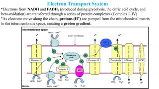 Electron Transport System
•Electrons from NADH and FADH₂ (produced during glycolysis, the citric acid cycle, and
beta-oxidation) are transferred through a series of protein complexes (Complex I–IV).
•As electrons move along the chain, protons (H )
⁺ are pumped from the mitochondrial matrix
to the intermembrane space, creating a proton gradient.
 