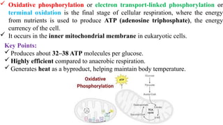  Oxidative phosphorylation or electron transport-linked phosphorylation or
terminal oxidation is the final stage of cellular respiration, where the energy
from nutrients is used to produce ATP (adenosine triphosphate), the energy
currency of the cell.
 It occurs in the inner mitochondrial membrane in eukaryotic cells.
Key Points:
Produces about 32–38 ATP molecules per glucose.
Highly efficient compared to anaerobic respiration.
Generates heat as a byproduct, helping maintain body temperature.
 