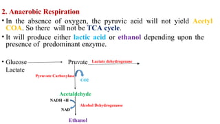2. Anaerobic Respiration
• In the absence of oxygen, the pyruvic acid will not yield Acetyl
COA. So there will not be TCA cycle.
• It will produce either lactic acid or ethanol depending upon the
presence of predominant enzyme.
• Glucose Pruvate
Lactate
Lactate dehydrogenase
Pyruvate Carboxylase
CO2
Acetaldehyde
NADH +H
Alcohol Dehydrogenasse
NAD
Ethanol
 