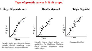 Type of growth curves in fruit crops:
1. Single Sigmoid curve Double sigmoid Triple Sigmoid
Example: Apple, pear, pineapple, banana,
avocado, almond, strawberry, loquat,
date palm, papaya, mango and lemon
Example: Peach, plum, apricot, ber,
raspberries, fig, blackberry, blueberry,
cherry, pecanut, persimmon, guava,
grapes, olives,
Example: Kiwi fruit
 