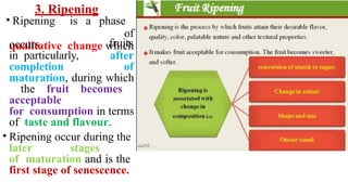 3. Ripening
• Ripening is a phase
of
qualitative change which
occurs
in particularly,
fruits
after
completion of
maturation, during which
the fruit becomes
acceptable
for consumption in terms
of taste and flavour.
• Ripening occur during the
later stages
of maturation and is the
first stage of senescence.
 