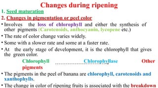 Changes during ripening
1. Seed maturation
2. Changes in pigmentation or peel color
• Involves the loss of chlorophyll and either the synthesis of
other pigments (Carotenoids, anthocyanin, lycopene etc.)
• The rate of color change varies widely.
• Some with a slower rate and some at a faster rate.
• At the early stage of development, it is the chlorophyll that gives
the green color.
Chlorophyll Chlorophyllase Other
pigments
• The pigments in the peel of banana are chlorophyll, carotenoids and
xanthophylls.
• The change in color of ripening fruits is associated with the breakdown
 