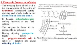 3. Changes in firmness or softening
• The breaking down of cell wall is
the consequences of the action of
hydrolases synthesized during
ripening and which leads to the
destruction of cells and tissues.
• In banana, polygalacturonase
activity increases as the flesh
softens.
• This enzyme is found to be
responsible for softening.
• During ripening protopectin
breaks downs
to polygalactouronic acid in
series of reaction and causes
softening of fruits.
 