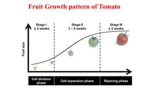 Fruit Growth pattern of Tomato
 