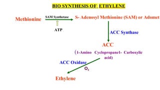 BIO SYNTHESIS OF ETHYLENE
Methionine S- Adenosyl Methionine (SAM) or Adomet
ACC Synthase
ACC Oxidase
O2
ACC
(1-Amino Cyclopropane1- Carboxylic
acid)
Ethylene
SAM Synthetase
ATP
 