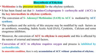 Biosynthesis of Ethylene
• Methionine is the precursor molecule for the ethylene synthesis.
• It has been found out that 1- Amino-Cyclopropane 1- carboxylic acid (ACC) is
the key intermediate in ethylene synthesis.
• The conversion of S- Adenosyl Methionine (SAM) to ACC is mediated by ACC
synthase.
• The synthesis and the activity of this enzyme may be modified by such factors as
an aerobiosis, wounding, Indole Acetic Acid (IAA), Cytokinin, Calcium and some
exogenous inhibitors.
• Moreover, the conversion of ACC to ethylene is enzymatic and this is affected by
the nature of external and internal factors.
• Conversion of ACC to ethylene requires oxygen and process is inhibited by
carbondioxide.
In anaerobic condition, there is only accumulation of ACC without production of ethylene.
 