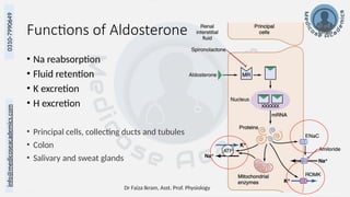 Dr Faiza Ikram, Asst. Prof. Physiology 14
info@medicoseacademics.com
0310-7990649
Functions of Aldosterone
• Na reabsorption
• Fluid retention
• K excretion
• H excretion
• Principal cells, collecting ducts and tubules
• Colon
• Salivary and sweat glands
 