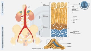 Dr Faiza Ikram, Asst. Prof. Physiology 3
info@medicoseacademics.com
0310-7990649
• 15%
• Aldosterone
synthase
• Angiotensin II ,
K+
• 75%
• ACTH
 