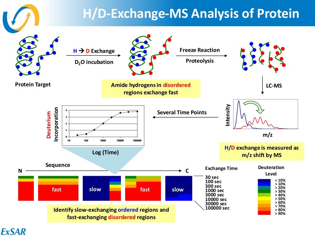 Chromatography Protein Characterization by Hydrogen/Deuterium Exchan…