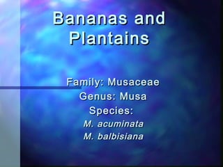 Bananas andBananas and
PlantainsPlantains
Family: MusaceaeFamily: Musaceae
Genus: MusaGenus: Musa
Species:Species:
M. acuminataM. acuminata
M. balbisianaM. balbisiana
 