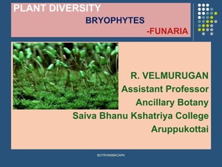 PLANT DIVERSITY
BRYOPHYTES
-FUNARIA
R. VELMURUGAN
Assistant Professor
Ancillary Botany
Saiva Bhanu Kshatriya College
Aruppukottai
BOTRVMSBKCAPK
 