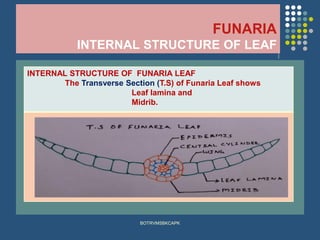 Funaria Section 3 2 bryophytes -funaria | PDF