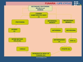 3 2 bryophytes -funaria | PDF
