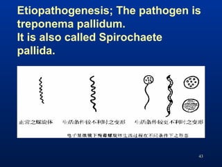 Etiopathogenesis; The pathogen is
treponema pallidum.
It is also called Spirochaete
pallida.
43
 