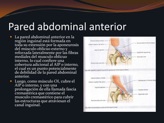 Pared abdominal anteriorLa pared abdominal anterior en la región inguinal está formada en toda su extensión por la aponeurosis del músculo oblicuo externo y reforzada lateralmente por las fibras mediales del musculo oblicuo interno, lo cual confiere una cobertura adicional al AIP o interno, el cual es un punto potencialmente de debilidad de la pared abdominal anterior.Luego, como músculo OI, cubre el AIP o interno, y con una prolongación de ella llamada fascia cremastérica que contiene el musculo cremastérico para cubrir las estructuras que atraviesan el canal inguinal.