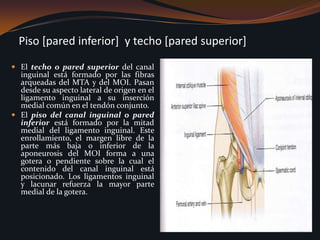 Piso [pared inferior]  y techo [pared superior]El techo o pared superior del canal inguinal está formado por las fibras arqueadas del MTA y del MOI. Pasan desde su aspecto lateral de origen en el ligamento inguinal a su inserción medial común en el tendón conjunto. El piso del canal inguinal o pared inferior está formado por la mitad medial del ligamento inguinal. Este enrollamiento, el margen libre de la parte más baja o inferior de la aponeurosis del MOI forma a una gotera o pendiente sobre la cual el contenido del canal inguinal está posicionado. Los ligamentos inguinal y lacunar refuerza la mayor parte medial de la gotera. 