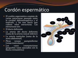 Cordón espermático El cordón espermático consiste de varias estructuras pasando entre la cavidad abdominopelvica y el testículo, y las tres fascia que cubren estas estructuras. Las estructuras son:El ducto deferenteLa arteria del ducto deferente [rama de la arteria vesical inferior]La arteria testicular [rama de la aorta abdominal]Plexo venoso pampiniforme [venas testiculares]Los vasos cremasterianos [pequeños vasos asociados con la fascia cremastérica]PPDDATFEPFTVEIAMOEAMTAAMOIAAEAIITCAMOEFEIFCFEE