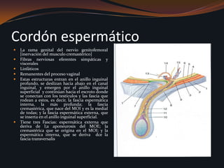 Cordón espermático La rama genital del nervio genitofemoral [inervación del musculo cremastérico]Fibras nerviosas eferentes simpáticas y visceralesLinfáticosRemanentes del proceso vaginalEstas estructuras entran en el anillo inguinal profundo, se deslizan hacia abajo en el canal inguinal, y emergen por el anillo inguinal superficial  y continúan hacia el escroto donde se conectan con los testículos y las fascia que rodean a estos, es decir, la fascia espermática interna, la más profunda; la fascia cremastérica, que nace del MOI y es la medial de todas; y la fascia espermática externa, que se inserta en el anillo inguinal superficial. Tiene tres Fascias: espermática externa que deriva de l;a aponeurosis del MOE; la cremastérica que se origina en el MOI; y la espermática interna, que se deriva  dce la fascia transversalis