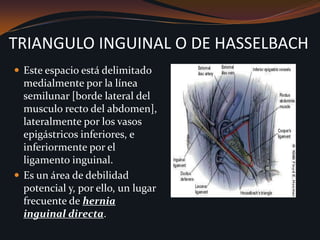 TRIANGULO INGUINAL O DE HASSELBACHEste espacio está delimitado medialmente por la línea semilunar [borde lateral del musculo recto del abdomen], lateralmente por los vasos epigástricos inferiores, e inferiormente por el ligamento inguinal.Es un área de debilidad potencial y, por ello, un lugar frecuente de hernia inguinal directa. 