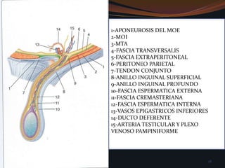 1-APONEUROSIS DEL MOE2-MOI3-MTA4-FASCIA TRANSVERSALIS5-FASCIA EXTRAPERITONEAL6-PERITONEO PARIETAL7-TENDON CONJUNTO8-ANILLO INGUINAL SUPERFICIAL9-ANILLO INGUINAL PROFUNDO10-FASCIA ESPERMATICA EXTERNA11-FASCIA CREMASTERIANA12-FASCIA ESPERMATICA INTERNA13-VASOS EPIGASTRICOS INFERIORES14-DUCTO DEFERENTE15-ARTERIA TESTICULAR Y PLEXO VENOSO PAMPINIFORME18