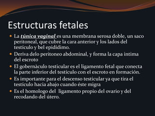 Estructuras fetalesLa túnica vaginal es una membrana serosa doble, un saco peritoneal, que cubre la cara anterior y los lados del testículo y bel epidídimo. Deriva delo peritoneo abdominal, y forma la capa intima del escrotoEl gobernàculo testicular es el ligamento fetal que conecta la parte inferior del testículo con el escroto en formación. Es importante para el descenso testicular ya que tira el testículo hacia abajo cuando éste migra Es el homologo del  ligamento propio del ovario y del recodando del útero. 