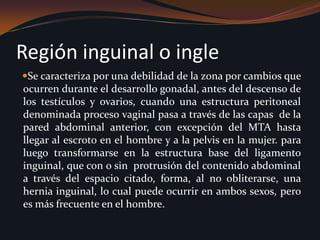Región inguinal o ingleSe caracteriza por una debilidad de la zona por cambios que ocurren durante el desarrollo gonadal, antes del descenso de los testículos y ovarios, cuando una estructura peritoneal denominada proceso vaginal pasa a través de las capas  de la pared abdominal anterior, con excepción del MTA hasta llegar al escroto en el hombre y a la pelvis en la mujer. para luego transformarse en la estructura base del ligamento inguinal, que con o sin  protrusión del contenido abdominal a través del espacio citado, forma, al no obliterarse, una hernia inguinal, lo cual puede ocurrir en ambos sexos, pero es más frecuente en el hombre. 