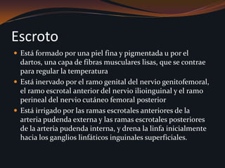EscrotoEstá formado por una piel fina y pigmentada u por el dartos, una capa de fibras musculares lisas, que se contrae para regular la temperaturaEstá inervado por el ramo genital del nervio genitofemoral, el ramo escrotal anterior del nervio ilioinguinal y el ramo perineal del nervio cutáneo femoral posteriorEstá irrigado por las ramas escrotales anteriores de la arteria pudenda externa y las ramas escrotales posteriores de la arteria pudenda interna, y drena la linfa inicialmente hacia los ganglios linfáticos inguinales superficiales.