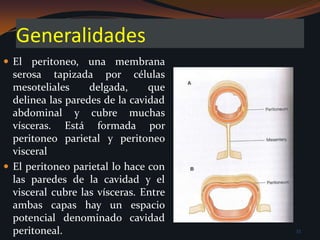 Generalidades El peritoneo, una membrana serosa tapizada por células mesoteliales delgada, que delinea las paredes de la cavidad abdominal y cubre muchas vísceras. Está formada por peritoneo parietal y peritoneo visceralEl peritoneo parietal lo hace con las paredes de la cavidad y el visceral cubre las vísceras. Entre ambas capas hay un espacio potencial denominado cavidad peritoneal.33