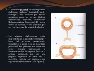 El peritoneo parietal; reviste las paredes abdominal y pélvica, y la cara inferior del diafragma, está inervado por nervios somáticos, como los nervios frénicos, intercostales inferiores, subcostales, Iliohipogastrico e ilioinguinal. El visceral cubre las vísceras, y está inervado por nervios viscerales. Es insensible al dolor. Las vísceras abdominales están suspendidas en la cavidad peritoneal por hojas del peritoneo denominadas mesenterios o están fuera de la cavidad peritoneal. Los primeros son conocidos como órganos peritoneales o intraperitoneales; los órganos fuera de la cavidad peritoneal, con sólo una pequeña superficie o parte de la superficie cubierta por peritoneo son órganos retroperitoneales. [Ver figura 1]