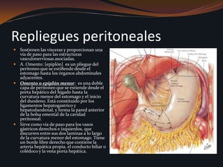 Repliegues peritonealesSostienen las vísceras y proporcionan una vía de paso para las estructuras vasculonerviosas asociadas.A. Omento: [epiplón]  es un pliegue del peritoneo que se exti8ende desde el estomago hasta los órganos abdominales adyacentes.Omento o epiplón menor:  es una doble capa de peritoneo que se extiende desde el porta hepático del hígado hasta la curvatura menor del estomago y el inicio del duodeno. Está constituido por los ligamentos hepatogastrico y hepatoduodenal, y forma la pared anterior de la bolsa omental de la cavidad peritoneal.Sirve como vía de paso para los vasos gástricos derechos e izquierdos, que discurren entre sus dos laminas a lo largo de la curvatura menor del estomago. Tiene un borde libre derecho que contiene la arteria hepática propia, el conducto biliar o colédoco y la vena porta hepática. 
