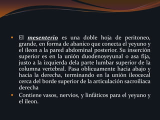 Si las células malignas entran en la cavidad peritoneal por invasión directa [cáncer de colon o de ovario], la diseminación puede ser rápida. Similarmente, un cirujano cortando sobre un tumor maligno puede liberar células malignas hacia la cavidad peritoneal y causar un apreciable agravamiento del pronostico del paciente. Lo mismo sucede con las infecciones.