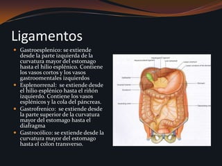 CLINICAOMENTO MAYORAl efectuar una laparotomía y abrir la cavidad abdominal, la primera estructura usualmente encontrada es el omento mayor.
