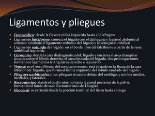 Esta doble membrana vascularizada cuelga desde la curvatura mayor del estómago, cubre el colon transverso, y corre libremente suspendida dentro de la cavidad abdominal.