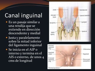 Canal inguinalEs un pasaje similar a una rendija que se extiende en dirección descendente y medialJusta y paralelamente sobre la mitad inferior del ligamento inguinalSe inicia en el AIP o interno y termina en el AIS o externo, de unos 4 cms de longitud  