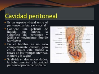 Casi siempre catalogado como el policía del abdomen, por su aparente habilidad para migrar hacia cualquier zona inflamada de la cavidad y envolverse sobre si mismo alrededor de la pared de la víscera inflamada.