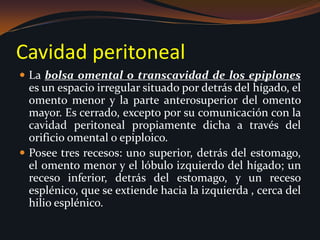 Cuando una parte del intestino se inflama, cesa la paristalsis, esta area sin movimiento se denomina íleo paralitico local. Las partes restantes no inflamadas continúan moviéndose y dando mensajes al omento mayor para migrar al área sin peristalsis. La reacción inflamatoria localizada se disemina al omento mayor, el cual se adhiere al área lesionada del intestino.